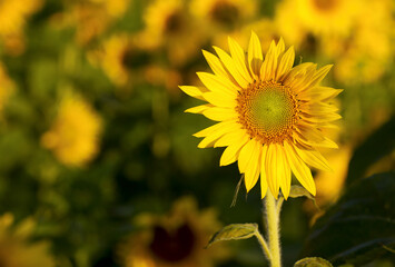 field of sunflowers