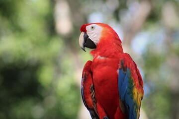 Ara macaw in brazilian Amazon