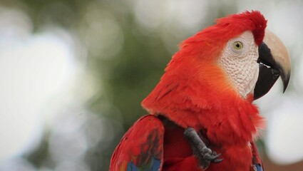 red and yellow macaw