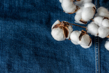 Cotton branch on a colored background as an element for design. Copy space.