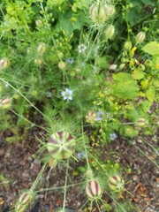 Graines de nigelles de Damas