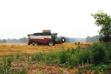 The combine harvester harvests wheat in the field. Harvesting wheat. Russia. August 2022.