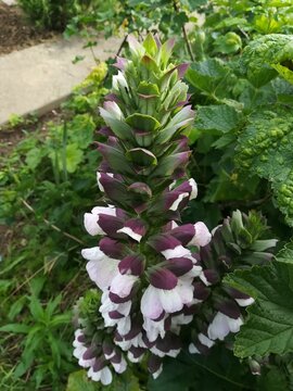 Acanthe de Hongrie 'White Lips'