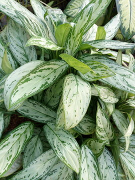 Aglaonema Commutatum, Silver Queen,