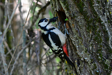 Great spotted woodpecker // Buntspecht (Dendrocopos major)