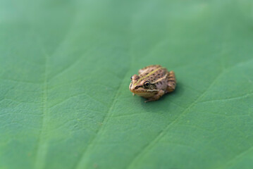 frog on a leaf