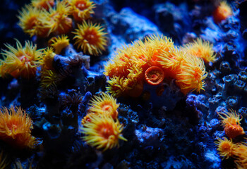 Orange cup coral aka Tubastraea coccinea in blue deep ocean background