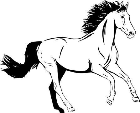 Horse running, outline vector illustrations design 