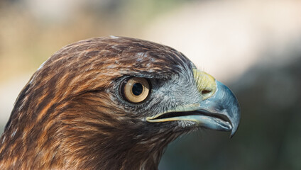 close up of a red tailed hawk