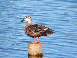 休憩する鴨　Ducks taking a break