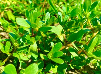 green leaves background