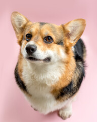 cute Welsh Corgi on a pink background looking at the camera