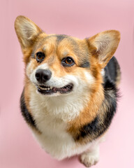 cute Welsh Corgi on a pink background looking at the camera