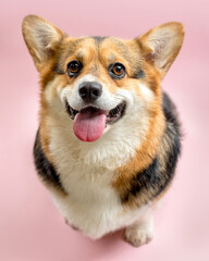 cute Welsh Corgi on a pink background looking at the camera