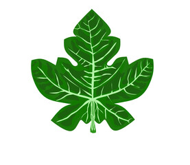 A fig leaf of the type worn by Adam and Eve in the Garden of Eden
