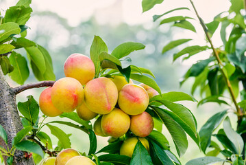 plums