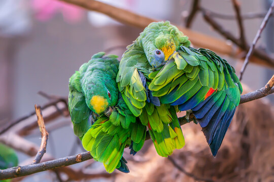 A pair of Amazon parrots grooming their feathers