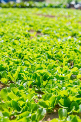 sprouts of lettuce in vegetable garden.