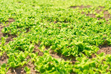 sprouts of lettuce in vegetable garden.