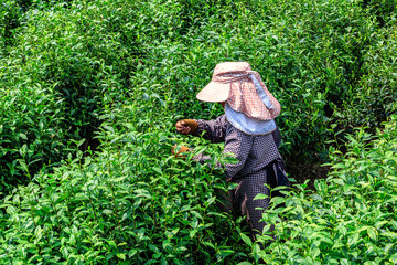 Chinese farmers are picking tea.