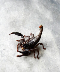 Big black scorpion isolated on silver background 