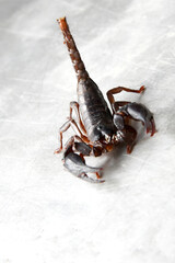 Big black scorpion isolated on silver background 