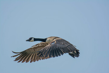 goose in flight