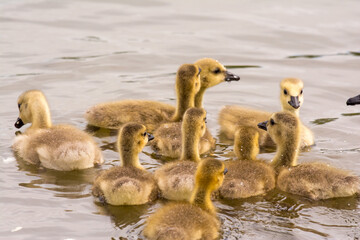 Canadian goslings on pond