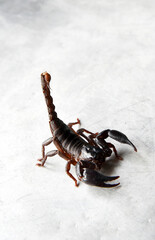 Big black scorpion isolated on silver background 