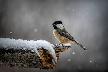 chickadee on branch in winter