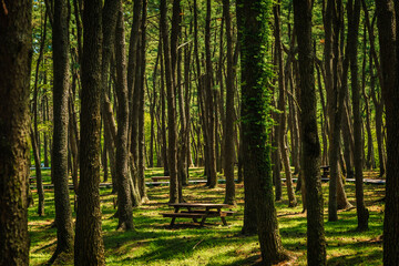 picnic table and trees in the forest