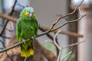 An Amazon parrot on a branch
