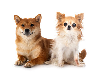 Obraz premium shiba inu and chihuahua in studio