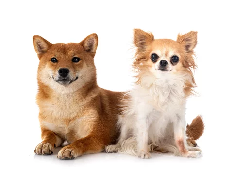 shiba inu and chihuahua in studio Stock Photo Adobe Stock