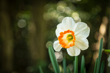 daffodils in spring