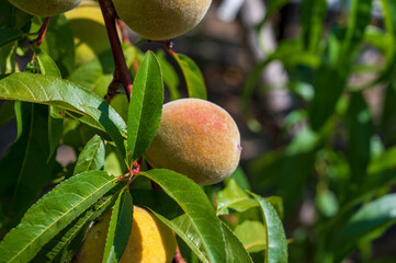 Unripe peach fruits
