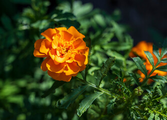 Orange flower Tagetes erecta