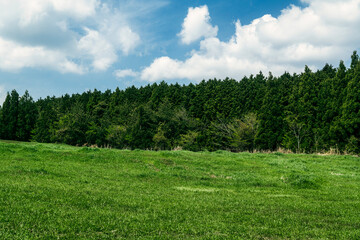 grass fields of jeju-do ranch, South Korea