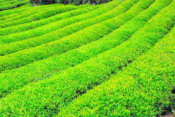 Green tea farm.