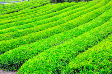 Green tea farm.