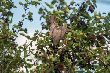 robin reaching for berries