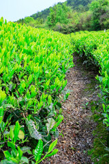Fototapeta na wymiar Green tea farm.