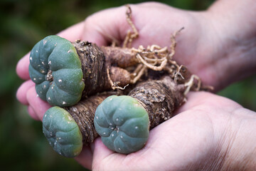 Peyote (Lophophora williamsii): Hallucinogenic and magical plant of south america, drug. - obrazy, fototapety, plakaty
