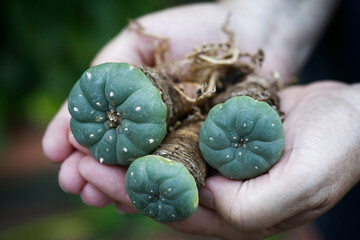 Peyote (Lophophora williamsii): Hallucinogenic and magical plant of south america, drug. - obrazy, fototapety, plakaty