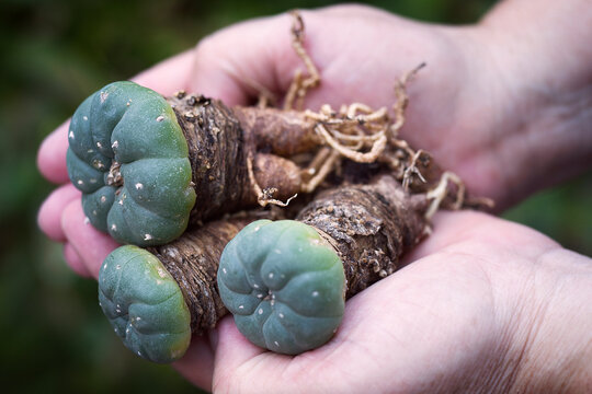 Peyote (Lophophora williamsii): Hallucinogenic and magical plant of south america, drug.