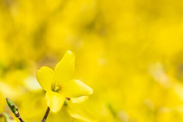 yellow golden bell flower