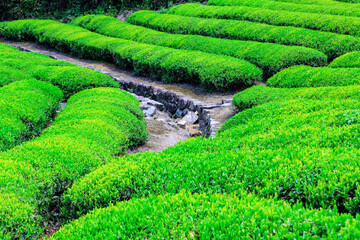 Green tea farm.