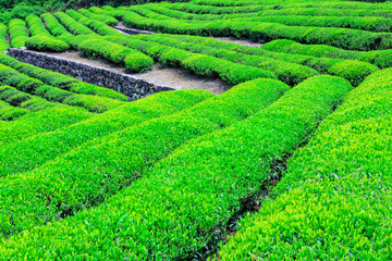 Green tea farm.