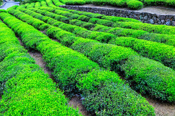 Green tea farm.