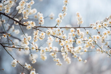 japanese apricot flowers